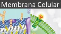 la membrana celular - Grado 12 - Quizizz