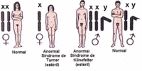 Biología Tarjetas didácticas - Quizizz