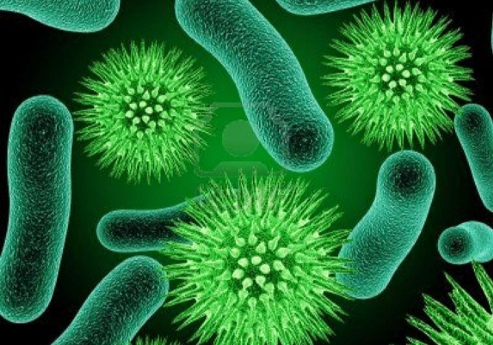 Bakteri Biology Quiz Quizizz
