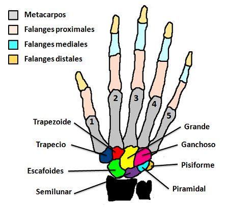 Anatomía de la mano. Quiz - Quizizz