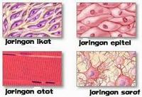 sel tumbuhan dan hewan - Kelas 7 - Kuis