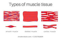 tissues - Grade 10 - Quizizz