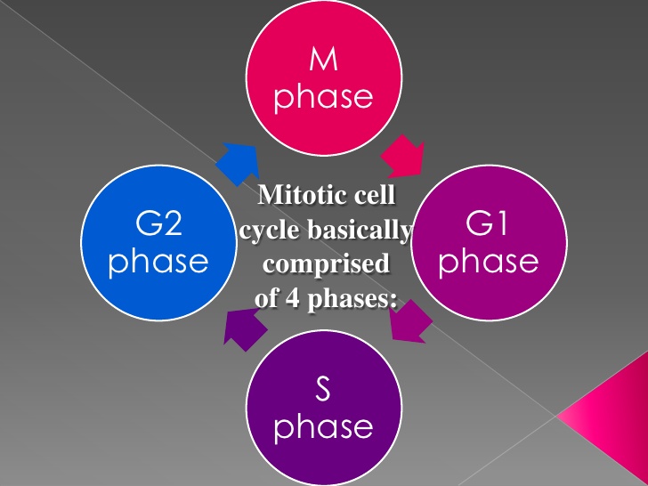 the cell cycle and mitosis - Year 11 - Quizizz