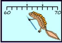 Subtraction on a Number Line - Class 12 - Quizizz