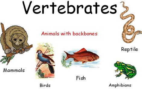 Vertebrates questions & answers for quizzes and tests - Quizizz