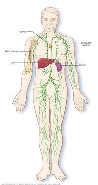 the reproductive system - Grade 6 - Quizizz