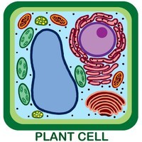 Cells And Cell Processes Science Quiz Quizizz