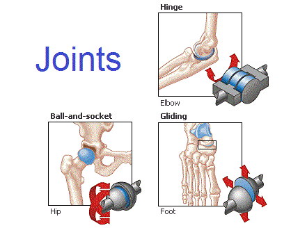 gliding joint diagram