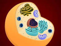 structure of a cell - Grade 6 - Quizizz