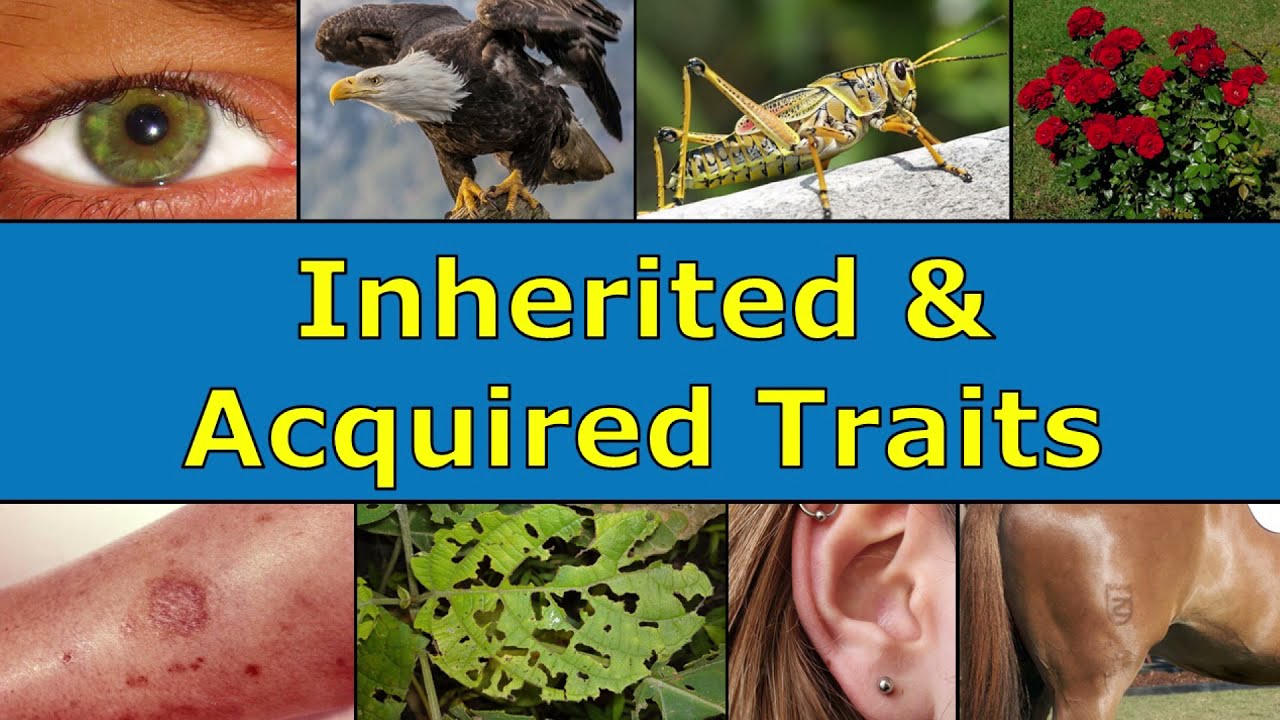 inherited and acquired traits - Class 5 - Quizizz