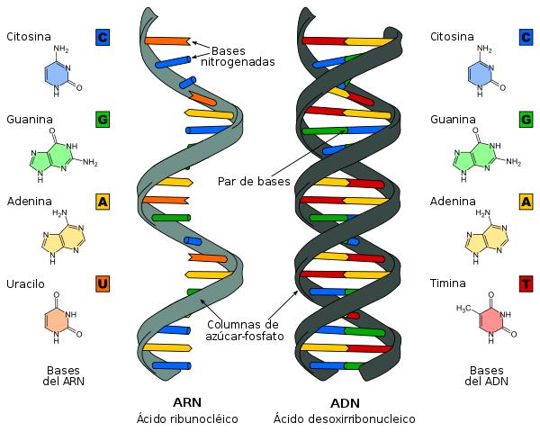 estructura y replicación del adn Tarjetas didácticas - Quizizz