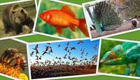 Natural Selection and Adaptations - Class 11 - Quizizz