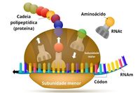 síntese de rna e proteína Flashcards - Questionário