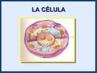 estructura de una celula - Grado 3 - Quizizz