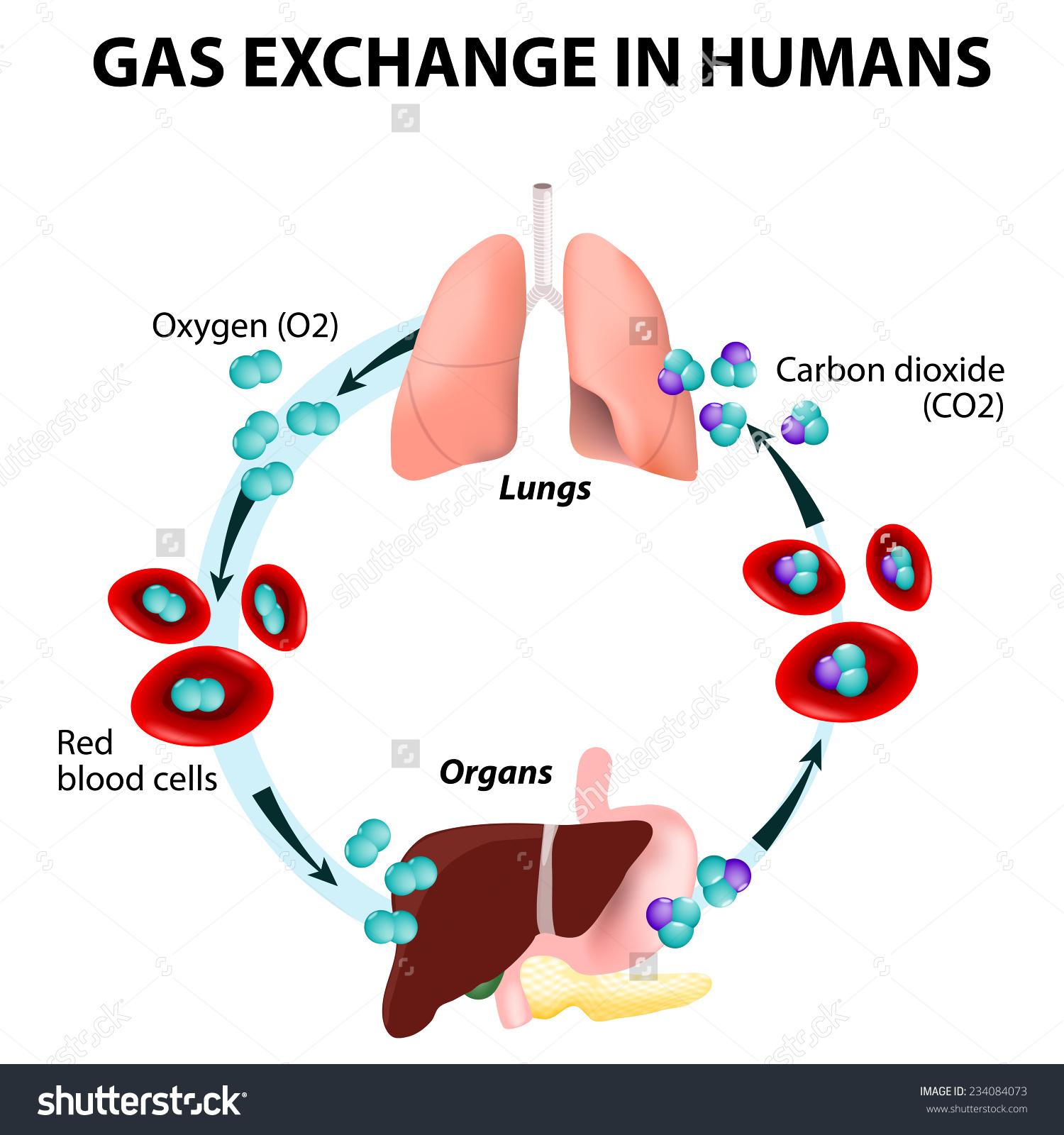 Body System Interactions