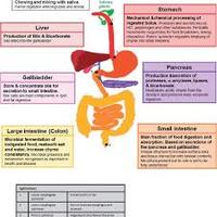 the digestive and excretory systems - Class 10 - Quizizz