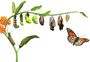 Butterfly Life Cycle