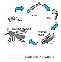 makhluk hidup dan benda tak hidup - Kelas 5 - Kuis