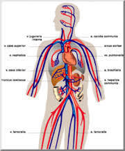the circulatory and respiratory systems Flashcards - Quizizz