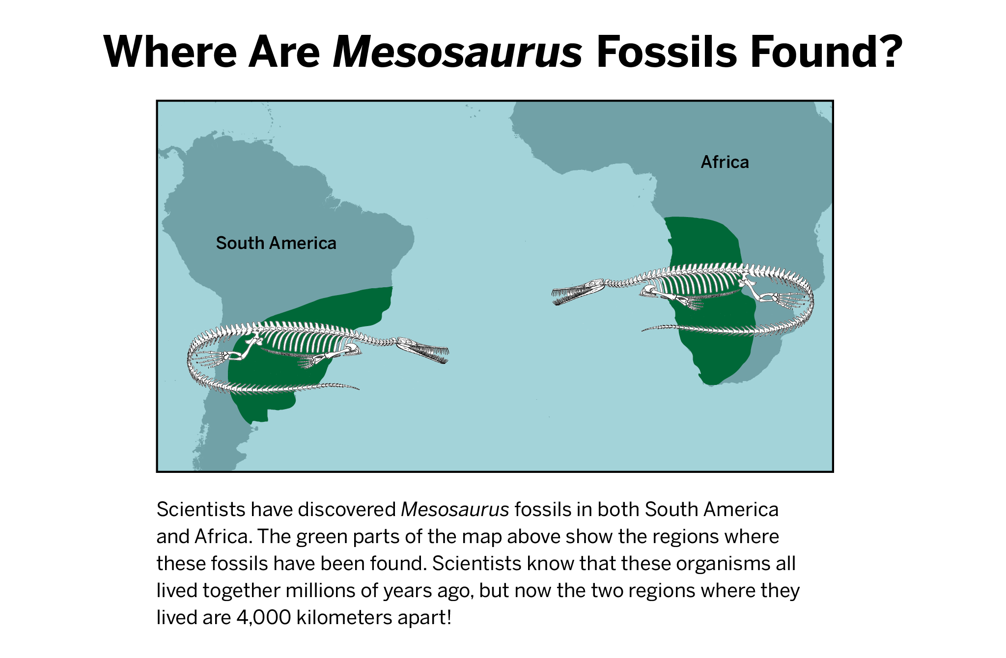 homework ideas about the separation of the mesosaurus fossils