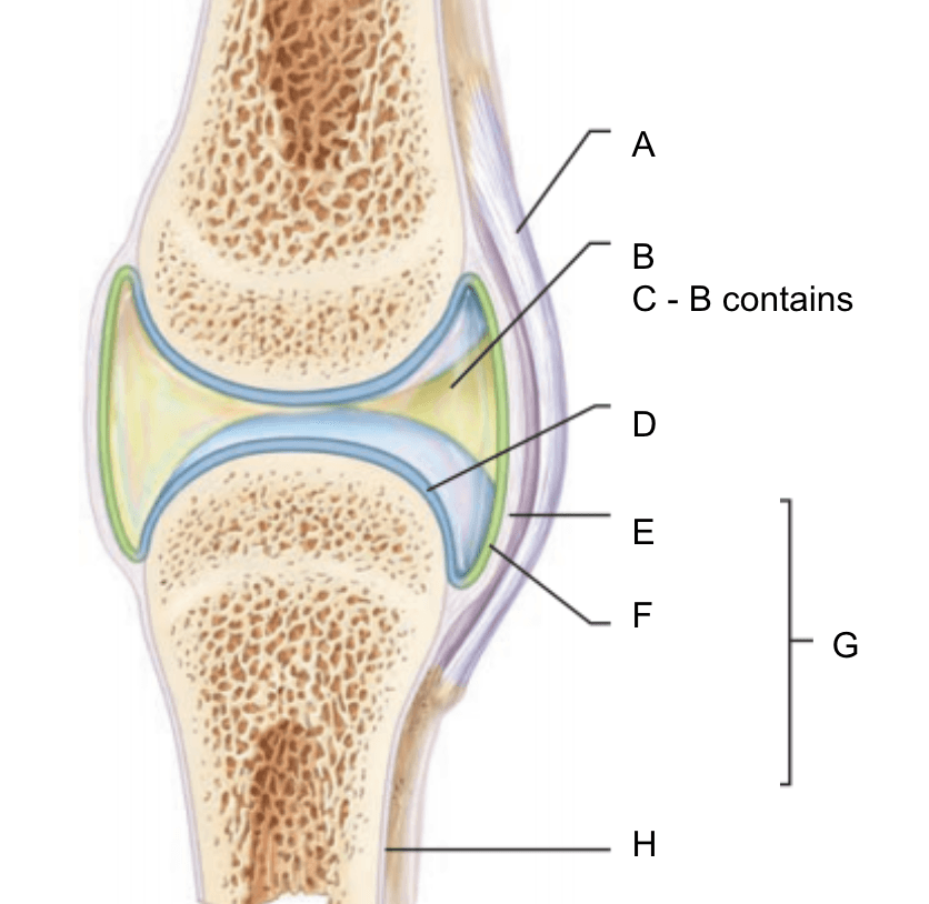 Structure Of Synovial Joint Biology Quizizz