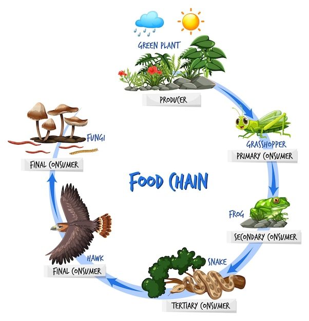 food chain - Year 1 - Quizizz