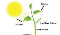 fotossíntese - Série 10 - Questionário