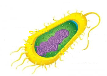 Ph Monera Protista Fungi Biology Quiz Quizizz