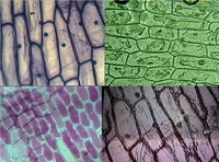 schemat komórki roślinnej - Klasa 1 - Quiz