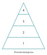 oddychania komórkowego - Klasa 8 - Quiz