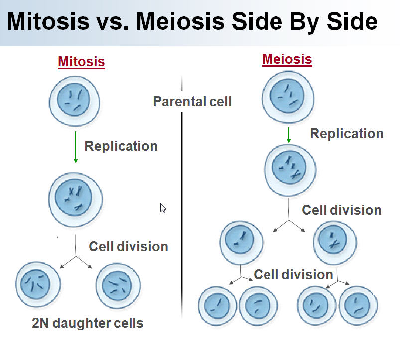 meiosis - Year 9 - Quizizz