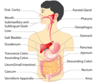 sistem pencernaan dan ekskresi - Kelas 7 - Kuis