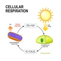 cellular respiration - Year 4 - Quizizz
