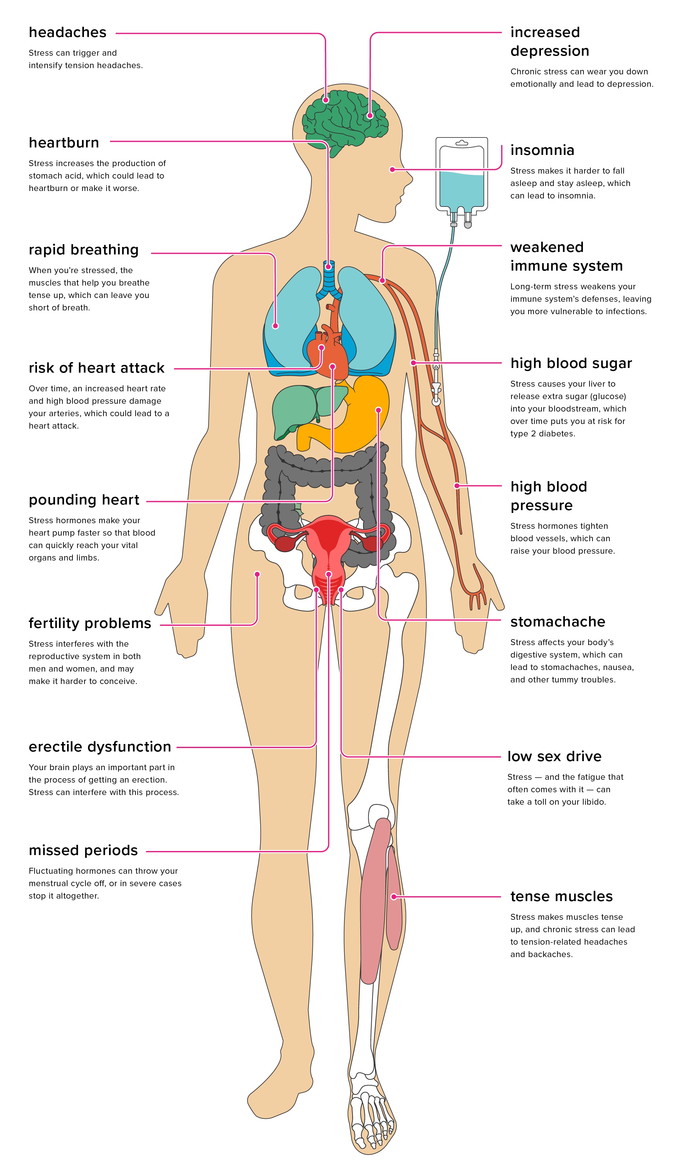 the digestive and excretory systems Flashcards - Quizizz