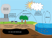 food chain - Grade 8 - Quizizz