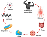 fotossíntese - Série 8 - Questionário