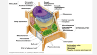 structure of a cell - Class 10 - Quizizz