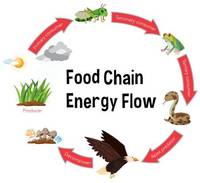 food chain - Class 5 - Quizizz