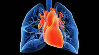 the circulatory and respiratory systems - Year 5 - Quizizz