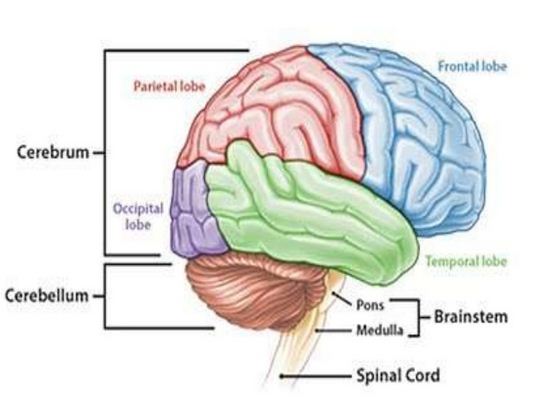 Kerusakan pada bagian otak ini akan mengakibatkan seseorang kehilangan keseimbangan tubuh. bagian otak yang dimaksud yaitu