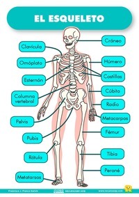 Oraciones de diagramación - Grado 3 - Quizizz