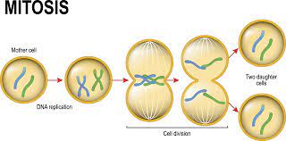 mitosis - Grado 12 - Quizizz