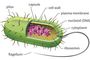 Prokaryotes and Eukaryotes