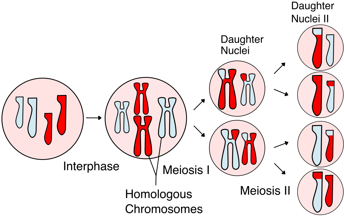 meiosis - Kelas 12 - Kuis
