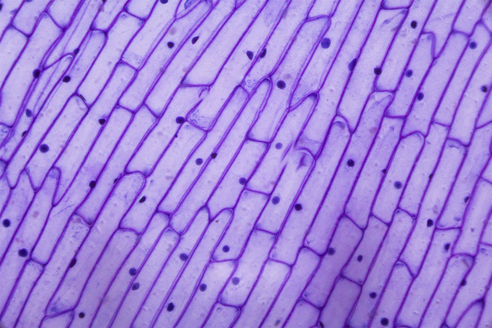 biología vegetal - Grado 6 - Quizizz