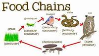 food chain - Class 1 - Quizizz