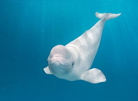 Beluga Whale | English Quiz - Quizizz