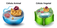 célula vegetal y animal Tarjetas didácticas - Quizizz