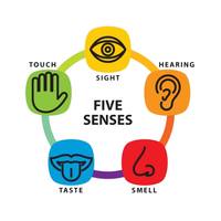 The 5 Senses Flashcards - Quizizz