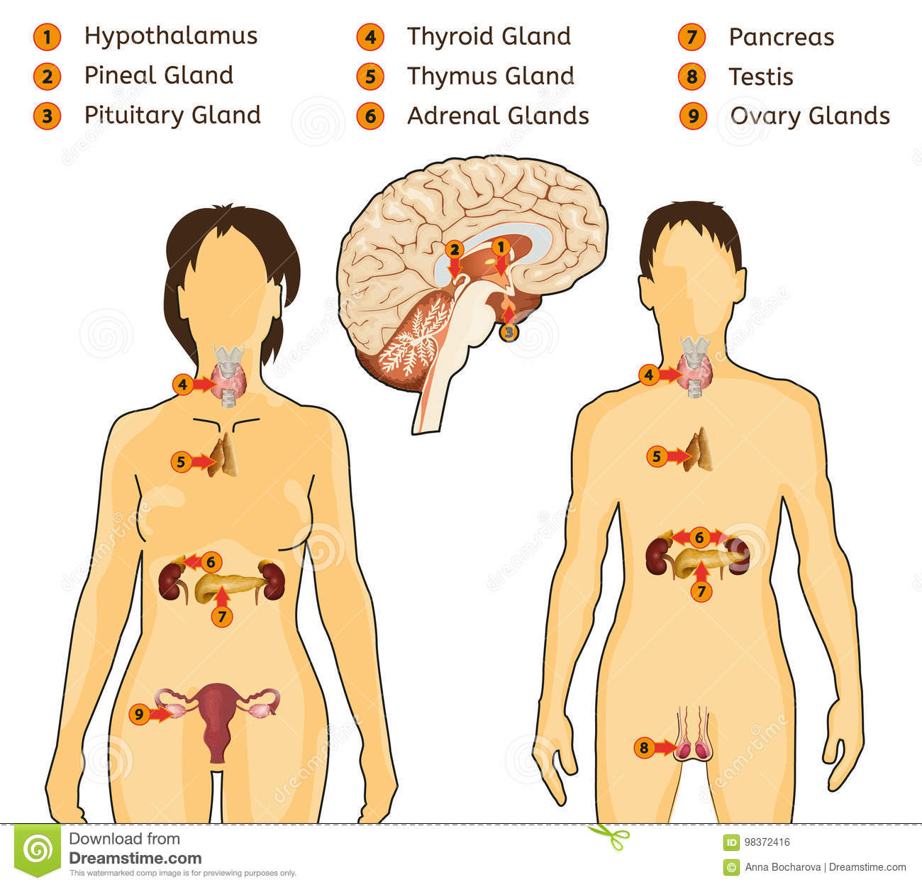 los sistemas digestivo y excretor - Grado 7 - Quizizz